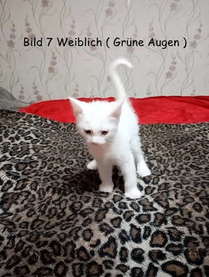  Zauberhafte Maine Coon Mix Kitten suchen ein liebevolles Zuhause!