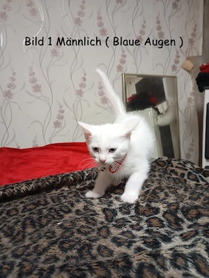  Zauberhafte Maine Coon Mix Kitten suchen ein liebevolles Zuhause!