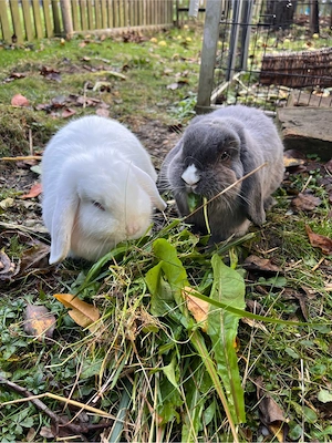 Zwergkaninchen Mini Lop 