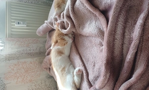 Baby Kater geb am 31.07.2026