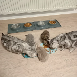 BKH Kitten 