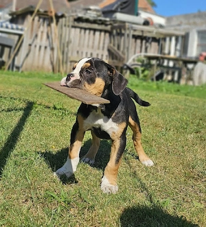 Old Englische Bulldogge 