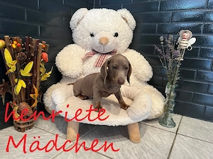 Unsere kleinen Zwergdackel-Zwerge suchen ihre passenden Familien fürs Leben.