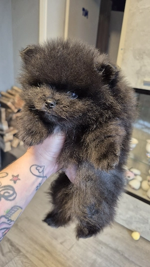 pomeranian rüde