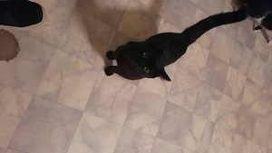 Kater 1Jare alt