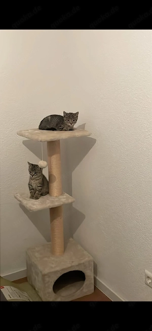 2 Kater Geschwister 