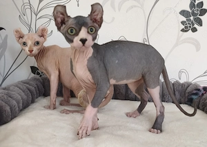 Zwei bezaubernde Elf Sphynx Zwillingsjungs suchen ihr Traumzuhause 