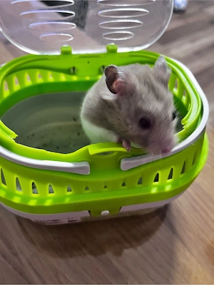 Hamster Gold Hamster 