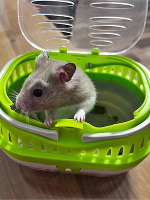 Hamster Gold Hamster 