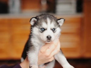   Exzellente Pomsky F1b Welpen in seltenen Farben (Blue Merle, Husky-Optik)