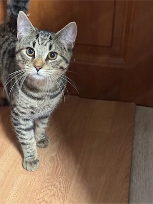 kater sucht dosenöffner 