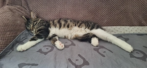 Maine Coon Junge