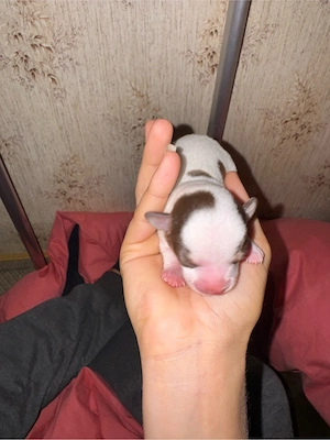    Süße Chihuahua-Welpen suchen ein liebevolles Zuhause!   