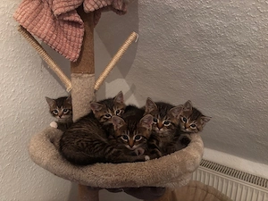 Sibirische Kitten 