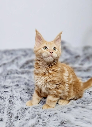 Wunderschönes Maine-Coon-Mädchen, 12 Wochen alt
