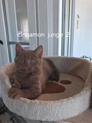 Reinrassige BKH Kitten 