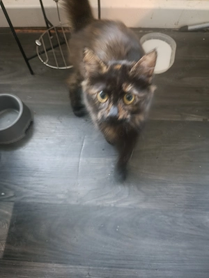 Mietze Katze 