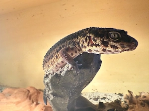 leopard gecko weiblich 