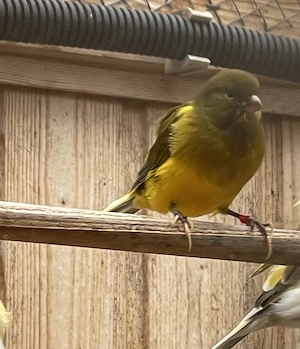Kanarienvögel