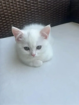 süßes katzen baby