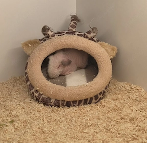  Skinny Pig Meerschweinchen Böckchen 4 Monate sucht 