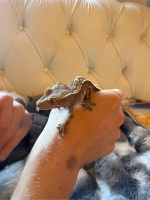 Kronengecko Gecko  Jungtier