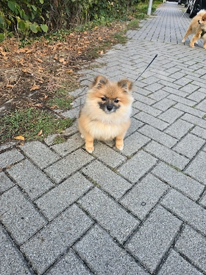Pomerania reinrassige 
