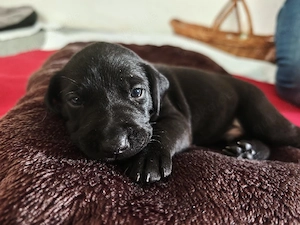  Labradormix-Welpen 3 Rüden 1 Hündin noch verfügbar 