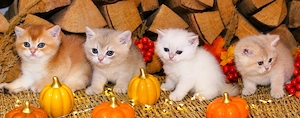 BKH Kitten Britische Kurzhaar Baby Katze golden shaded, point reinrässig Chinchilla mit Stammbaum