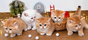 BKH Kitten Britische Kurzhaar Baby Katze golden shaded, point reinrässig Chinchilla mit Stammbaum