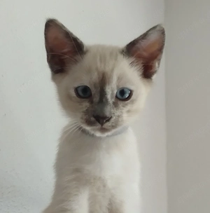 Siamesisches Mädchen sucht ein neues Zuhause