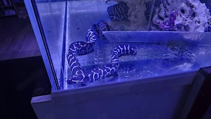 Meerwasser Fische, Morenen, Korallen 