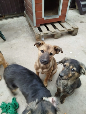 Tilda - einsames Herzchen sucht ihr Zuhause