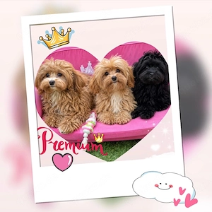 Maltipoo Welpen