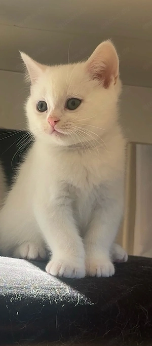 Süße BKH BLH-Mix Kitten zur Reservierung (Geboren am 29.07.2026)