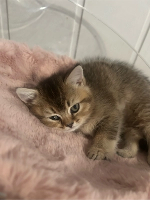 Reinrassige Britisch-Kurzhaar Langhaar-Kitten suchen ein liebevolles Zuhause