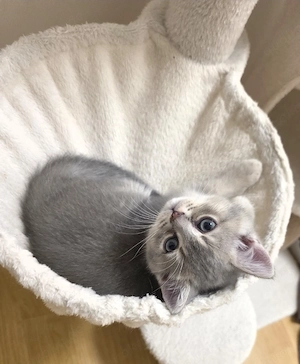 wunderschöne BKH Kitten