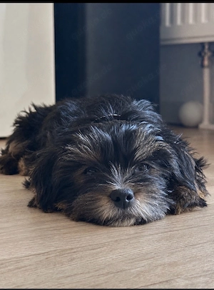yorkshire terrier mädchen