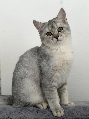 BKH Kitten Reinrassig