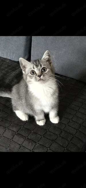 Bkh mix katzenmädchen
