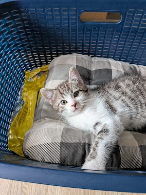 kitten. Männchen 