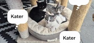 Süße Mäuse  sechs Katzen 
