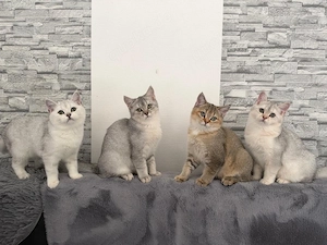 Süße BKH-Kitten suchen ein liebevolles Zuhause! 