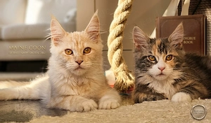  Traumhafte Maine-Coon-Kitten