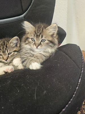 türkische Angora mix kitten Babykatzen 
