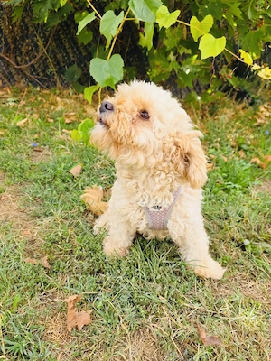Maltipoo Mix Rina sucht ein Zuhause 