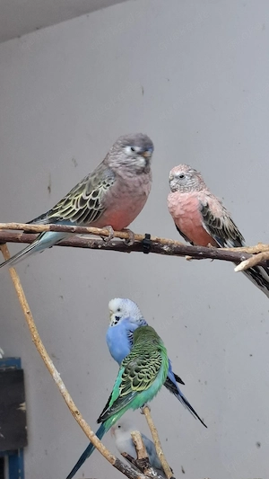 Bourkesittichen