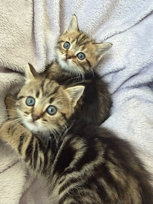 Süße, flauschige Kitten suchen ein liebevolles Zuhause!