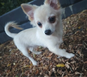 Pomchi Chihuahua Zwergspitz Welpen ein Rüde