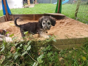 Kleiner Hundebube Sammy(20 cm,4 Mon, 3kg) sucht noch viel Nestwärme 